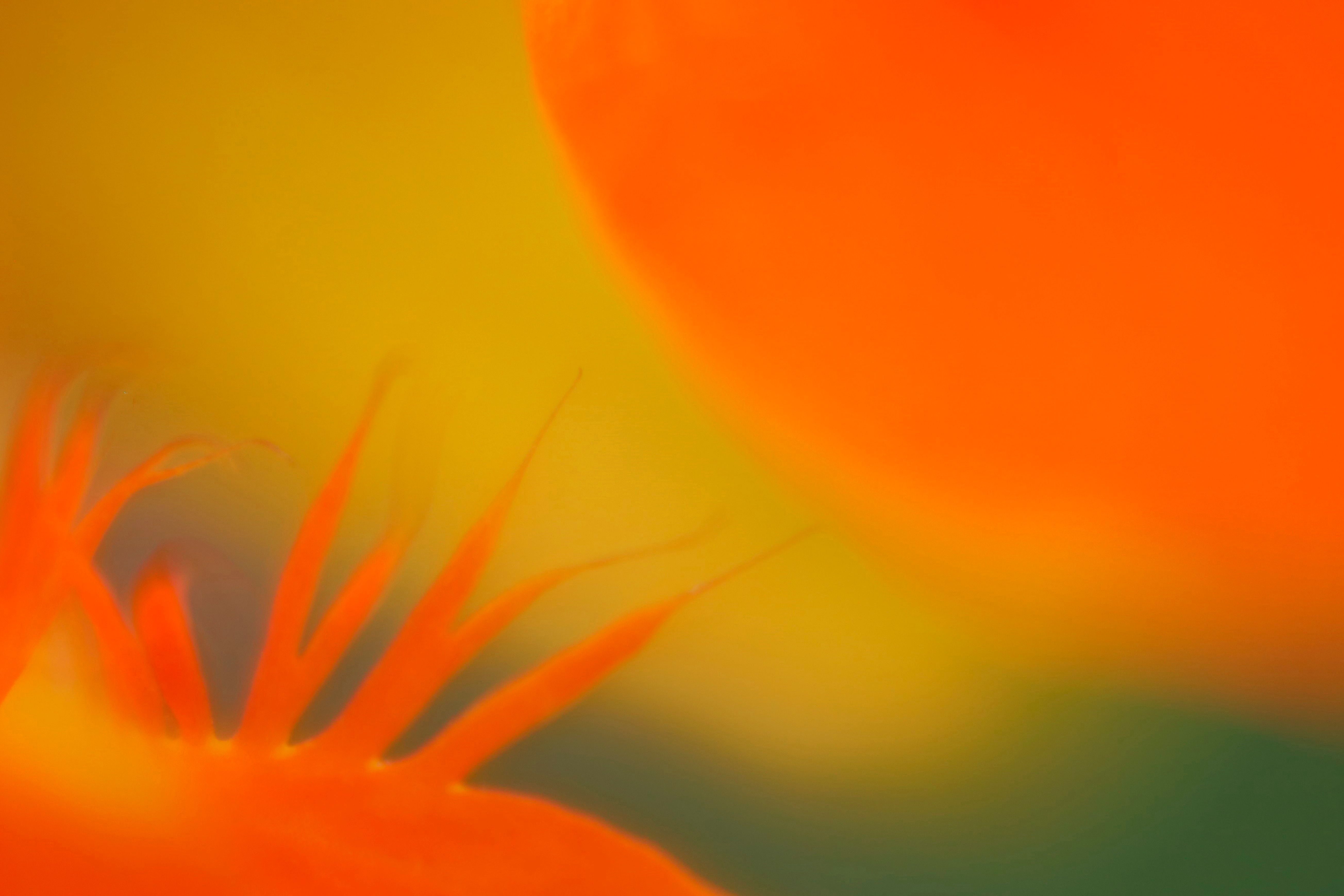 Farbtanz der Natur