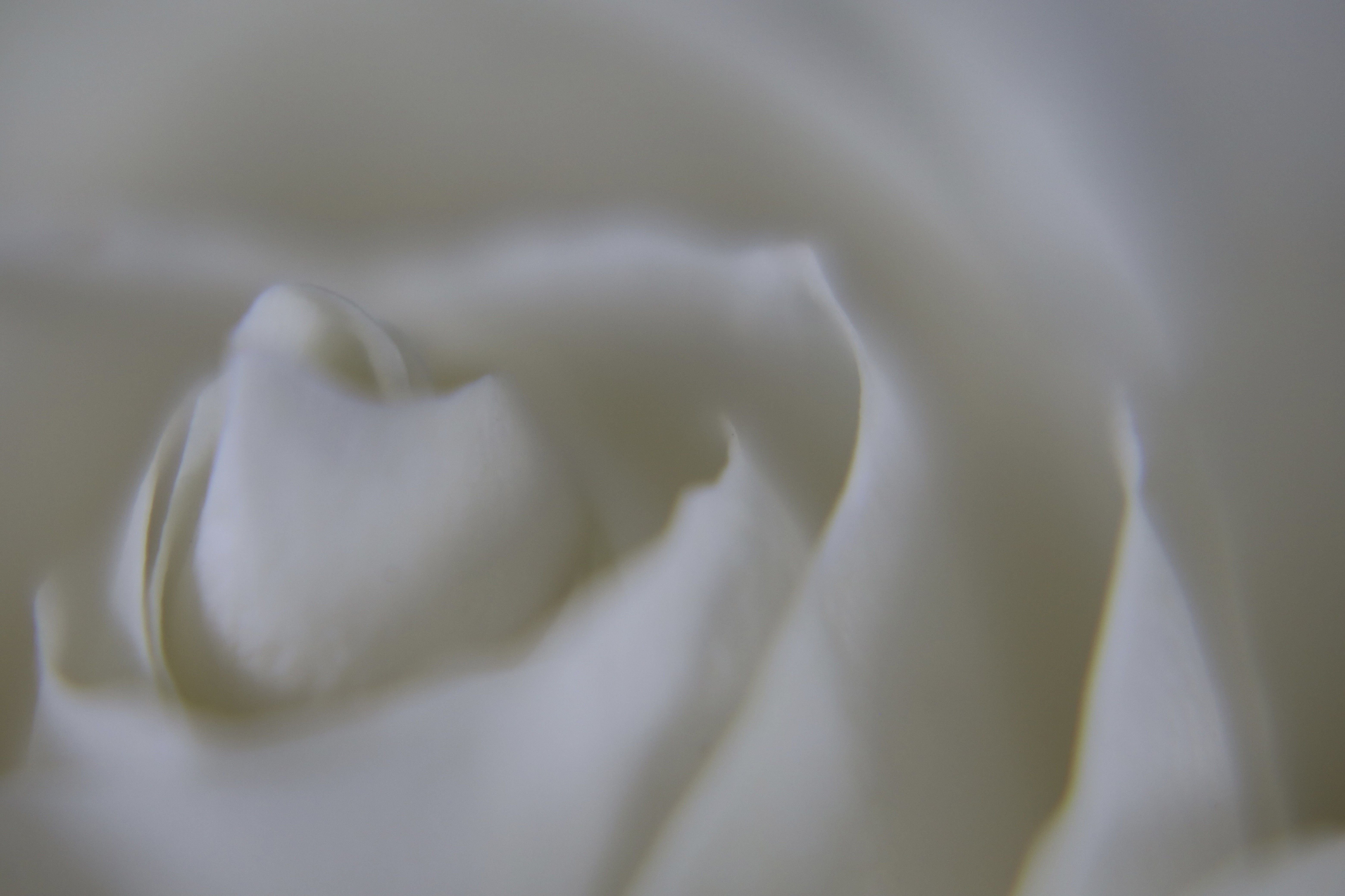 Weisse Rose