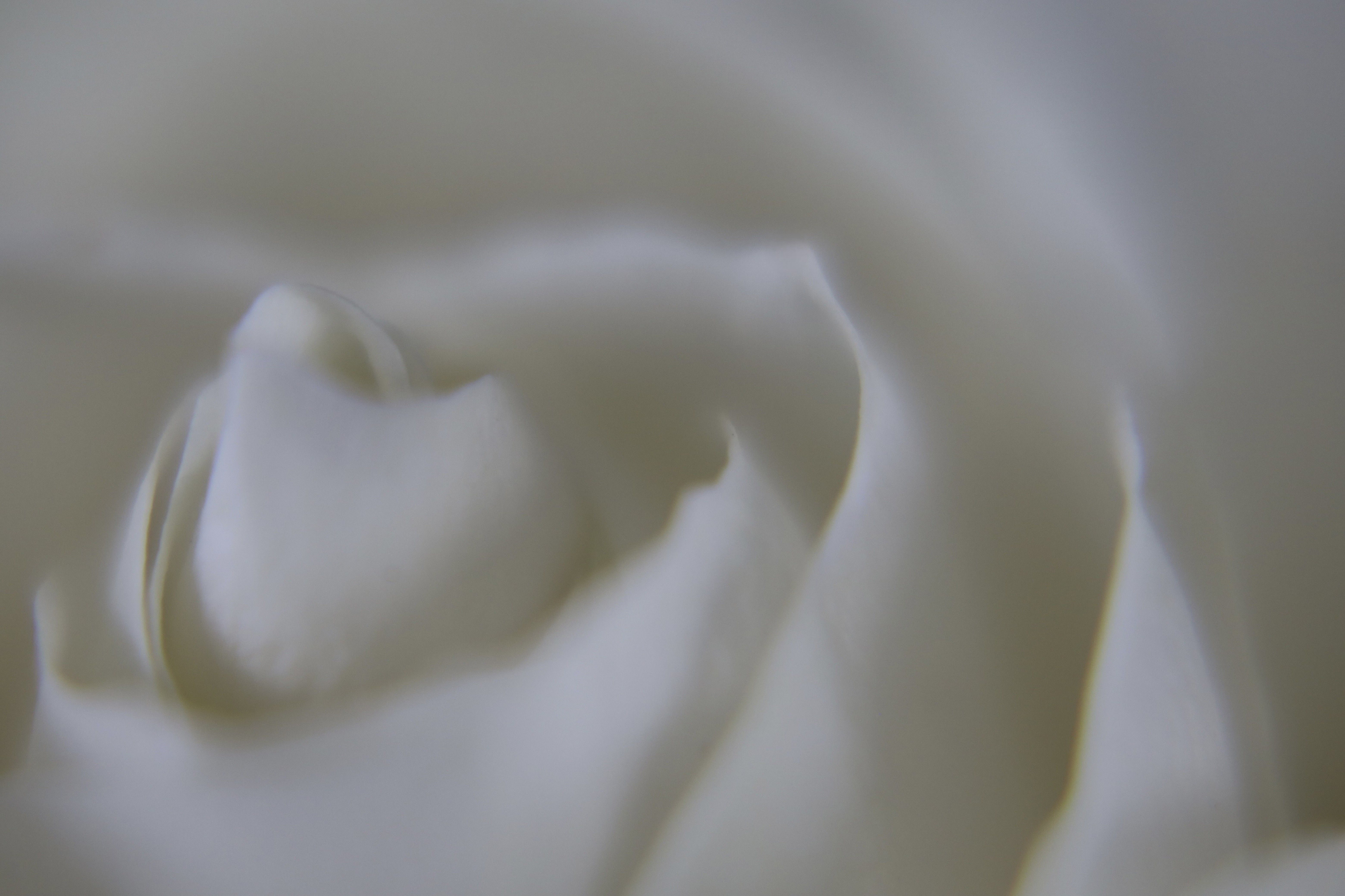 Weisse Rose