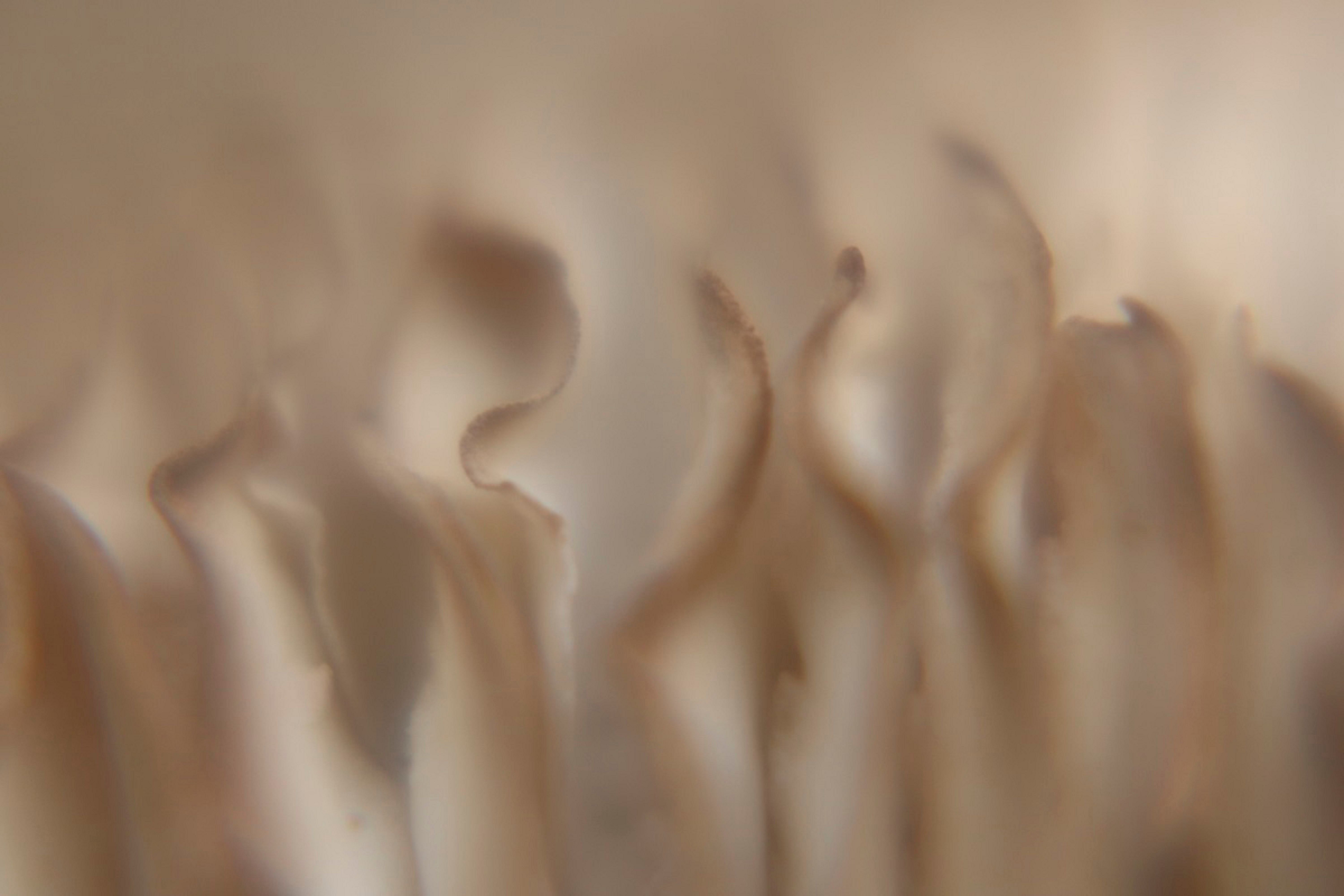 Verborgene Rhythmen der Natur