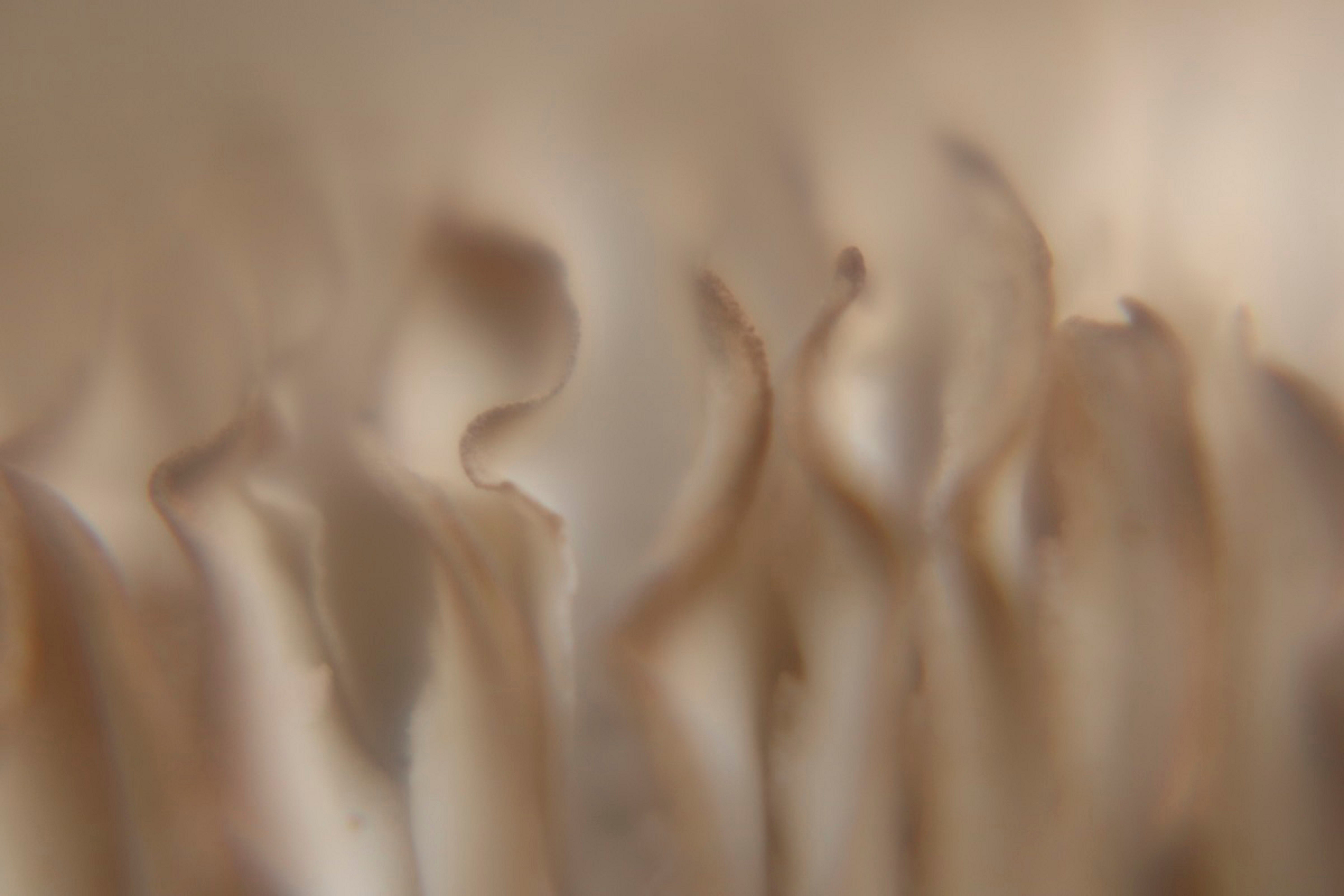 Verborgene Rhythmen der Natur